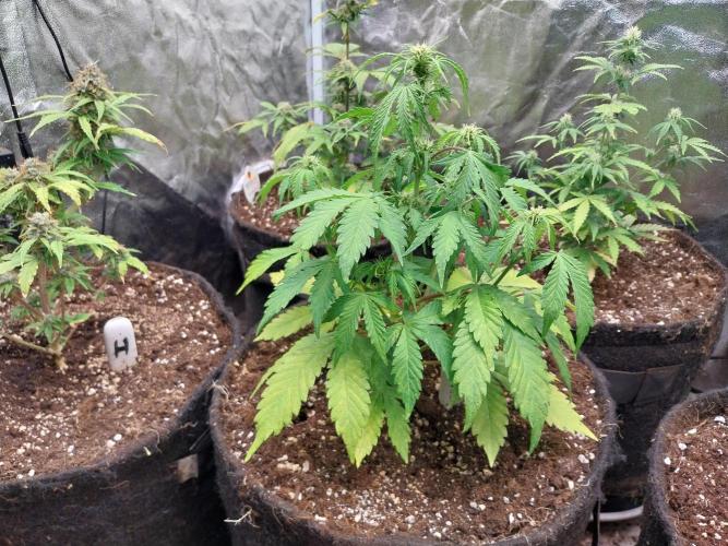 kongette. Week 5 - 20/02