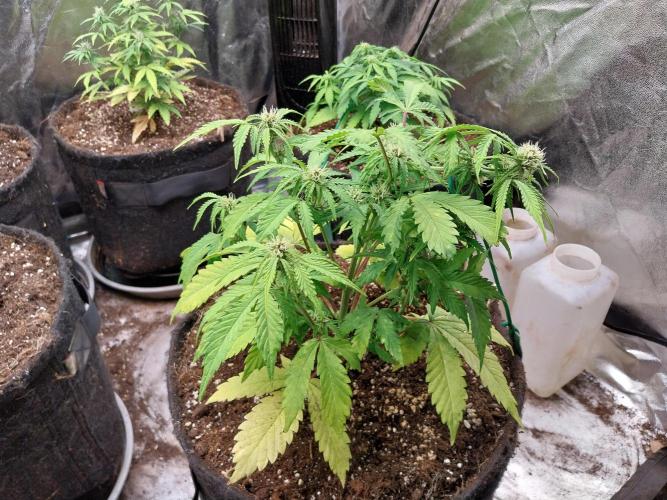 kongette. Week 5 - 24/02