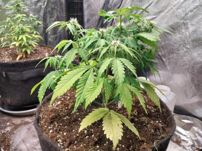 kongette. Week 5 - 24/02