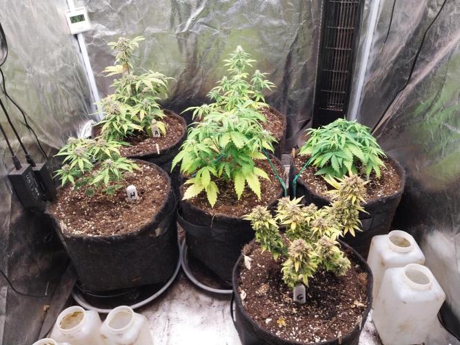 kongette. Week 5 - 24/02