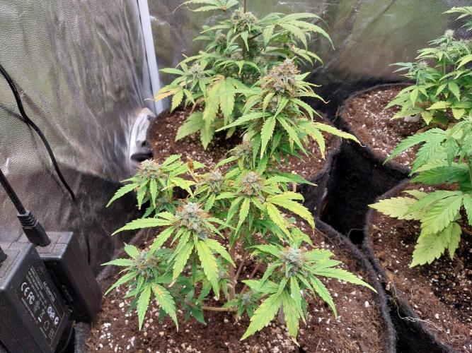 habannon. Week 12 - 21/02