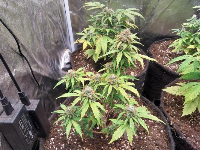 habannon. Week 12 - 22/02