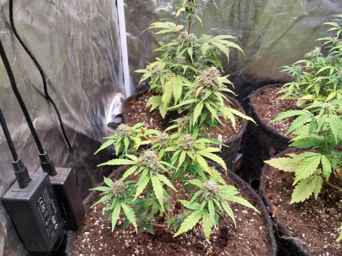 habannon. Week 12 - 23/02