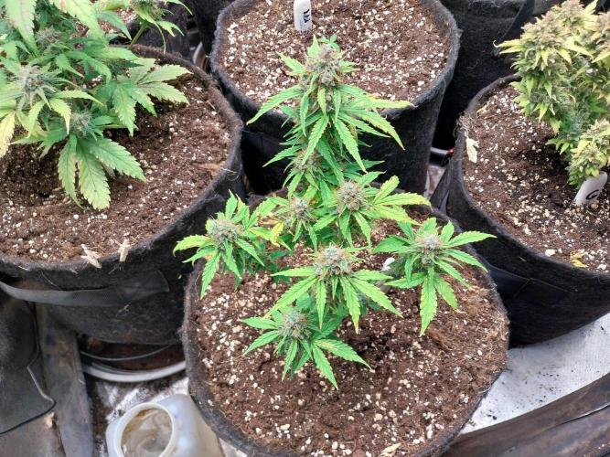 habannon. Week 12