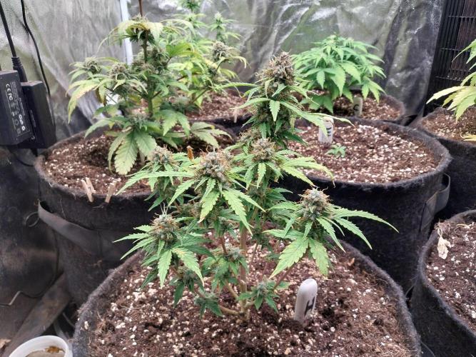 habannon. Week 12