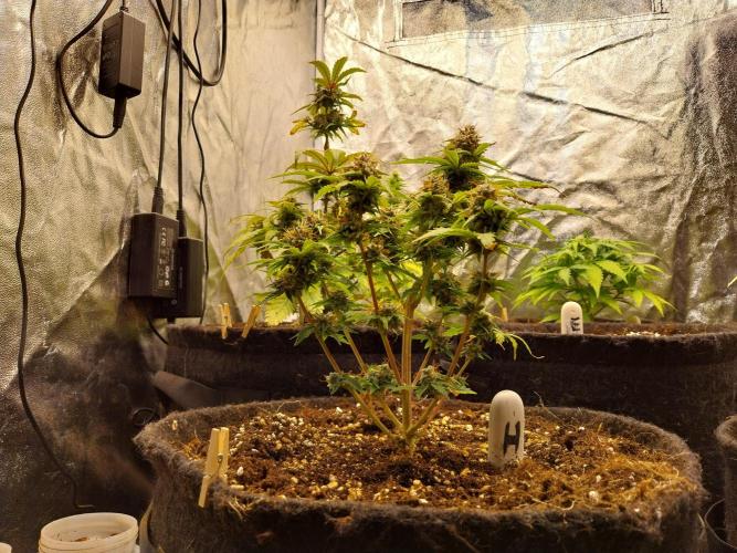 habannon. Week 12