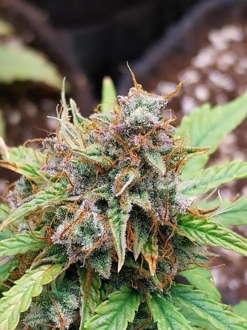 habannon. Week 12