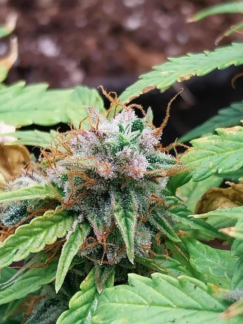 habannon. Week 12