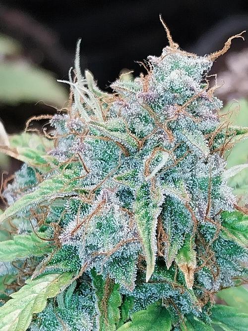 habannon. Week 12