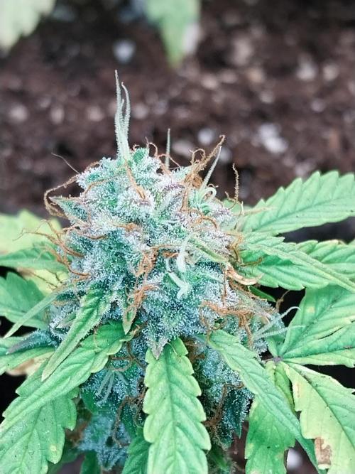 Chaos Cake Auto. Week 12