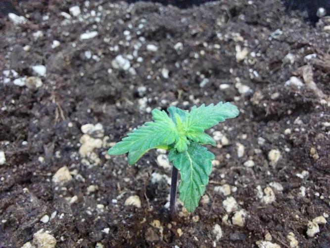 Erratatame. Week 2 - 27/02