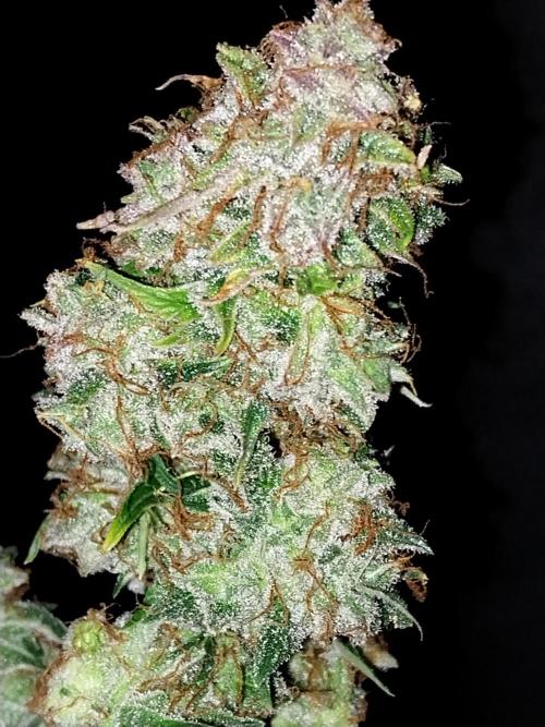 habannon. Week 13 - 28/02