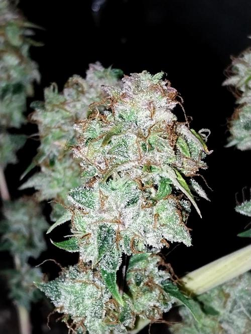 habannon. Week 13 - 28/02