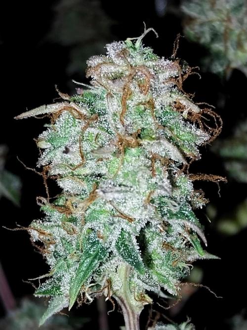 Chaos Cake Auto. Week 13