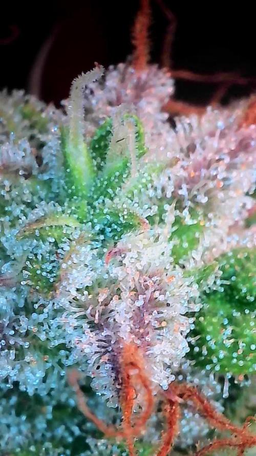 habannon. Week 13 - 27/02