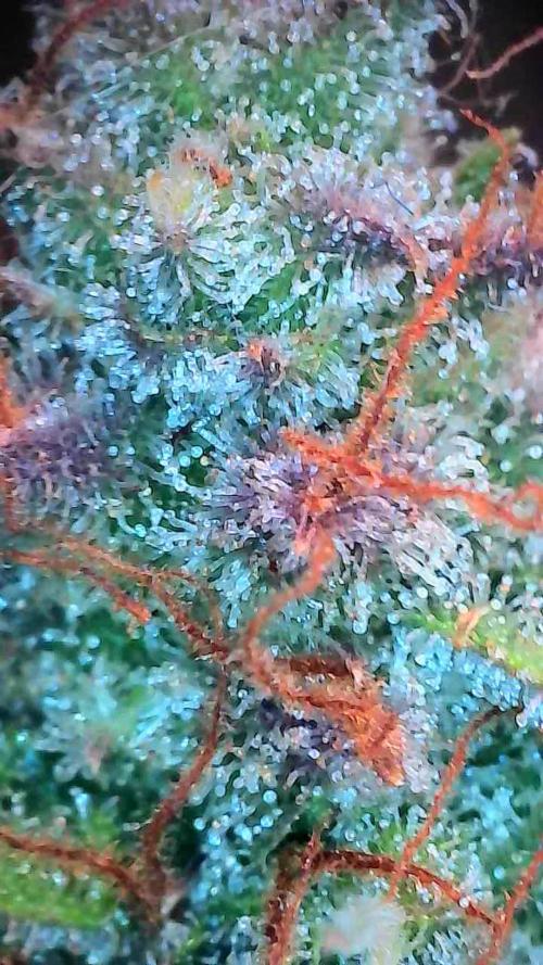habannon. Week 13 - 27/02