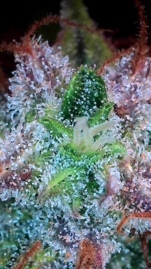 Chaos Cake Auto. Week 13