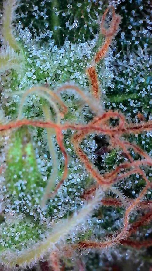 Auto Moon Rock. Week 9