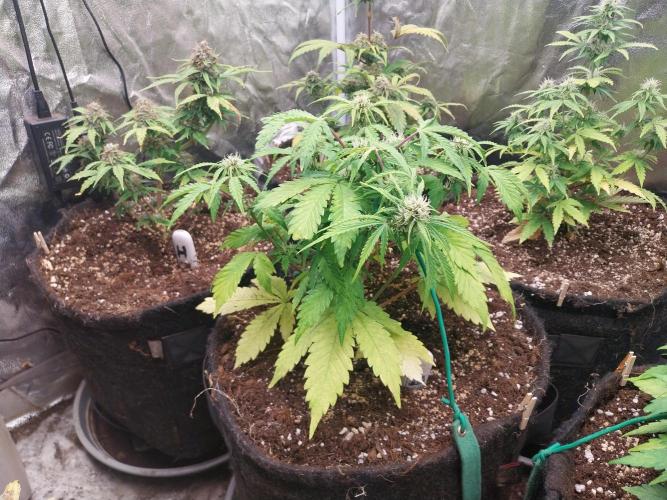 kongette. Week 6 - 25/02