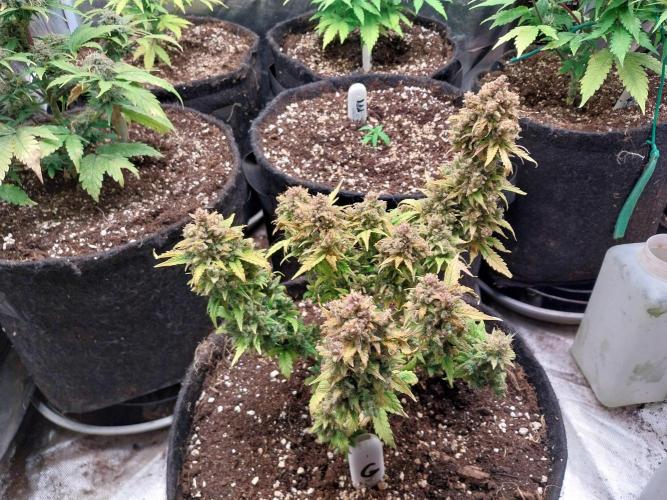 Quoitesqueu. Week 16 - 03/03