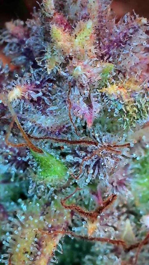 Auto Moon Rock. Week 10