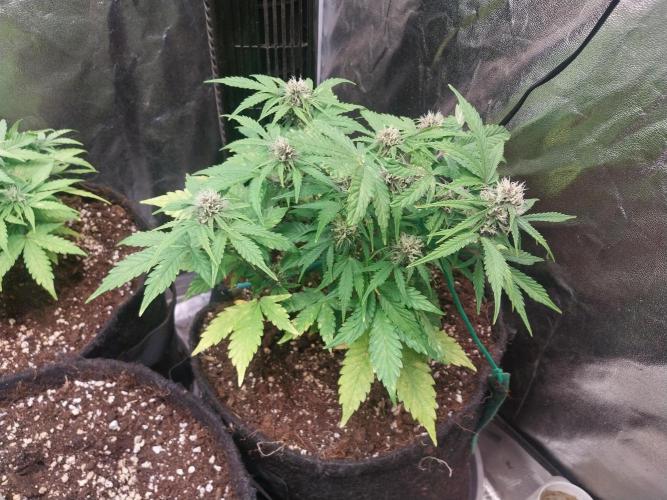 kongette. Week 7