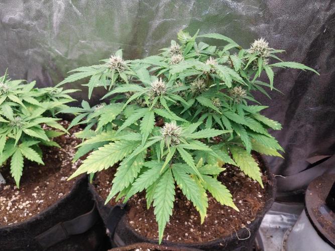 kongette. Week 7