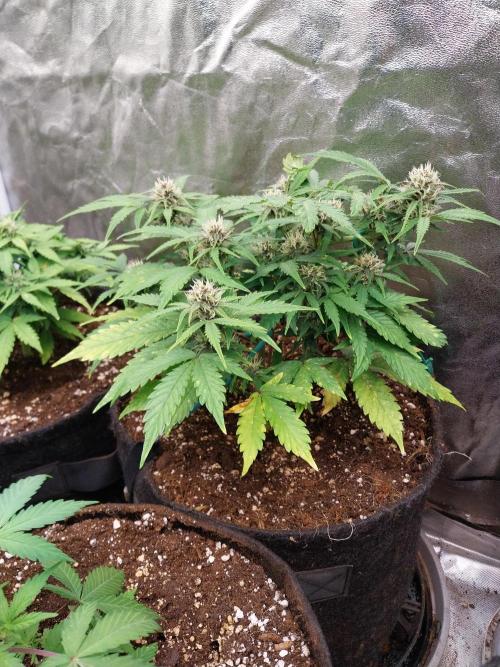 kongette. Week 7