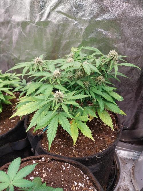 kongette. Week 7