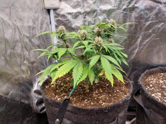 kongette. Week 7