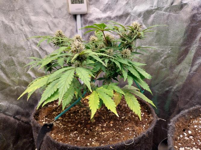 kongette. Week 7