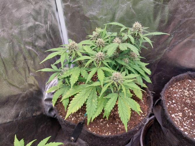 kongette. Week 7