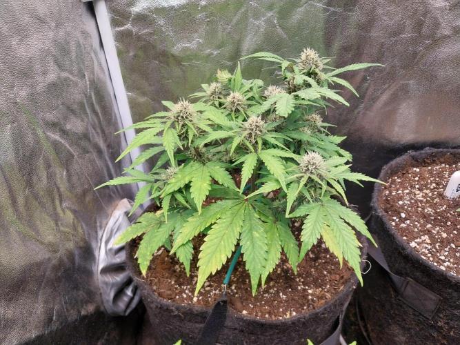 kongette. Week 7
