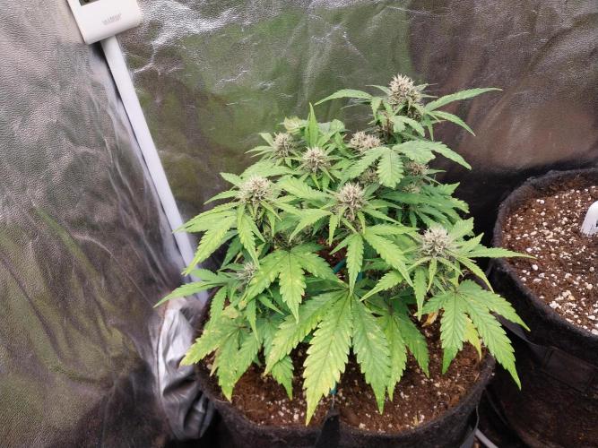 kongette. Week 7