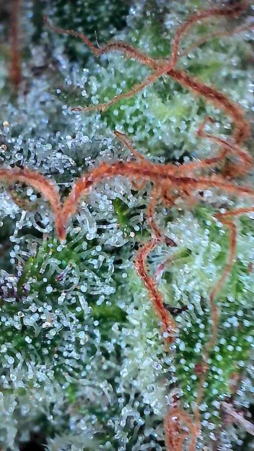 Auto Moon Rock. Week 11