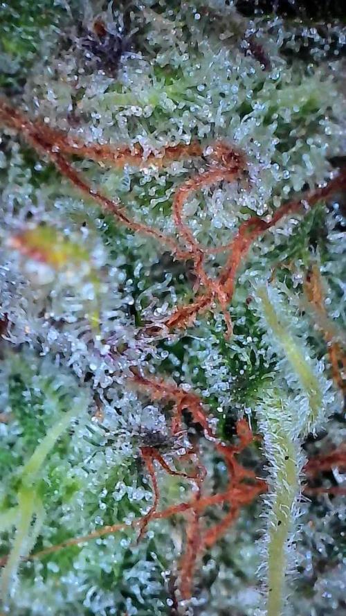 Auto Moon Rock. Week 12