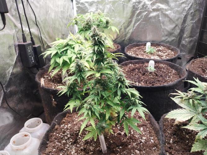 Bilout. Week 11 - 13/03