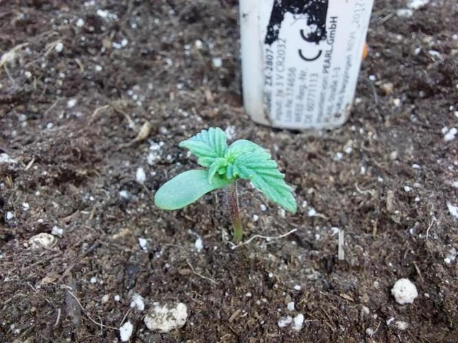 Pickdame. Week 1 - 12/03