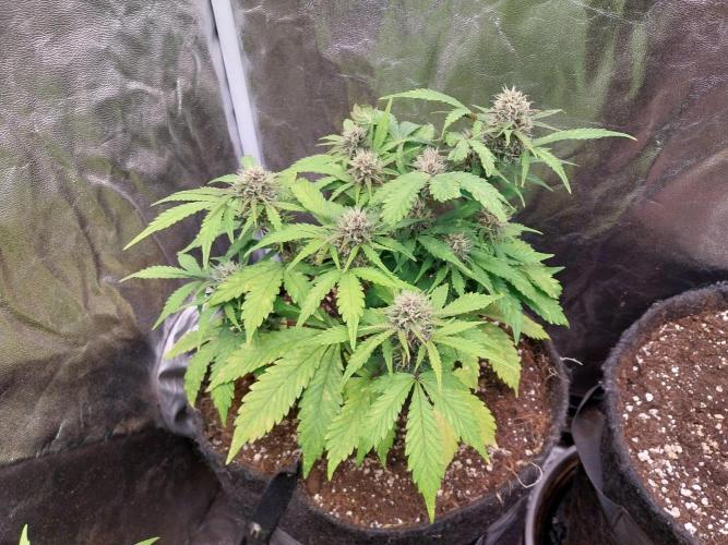 kongette. Week 8 - 11/03