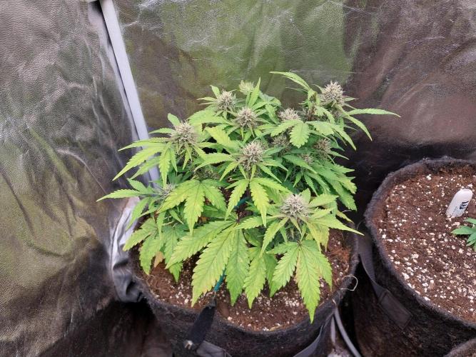 kongette. Week 8 - 12/03