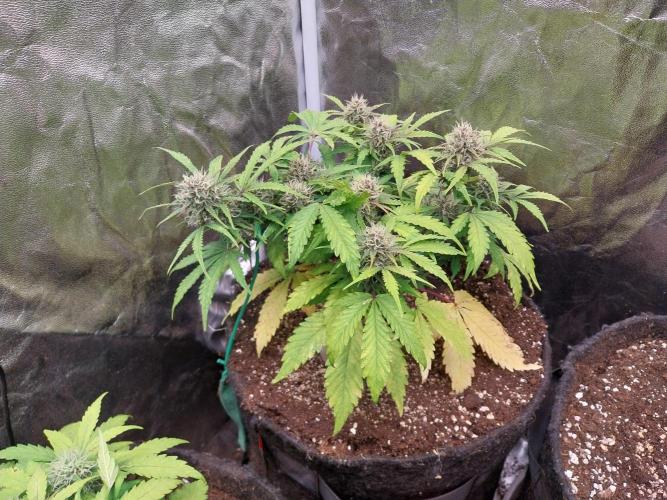 kongette. Week 8 - 13/03