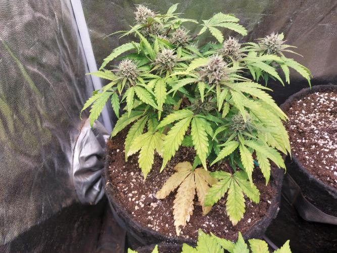 kongette. Week 8 - 15/03