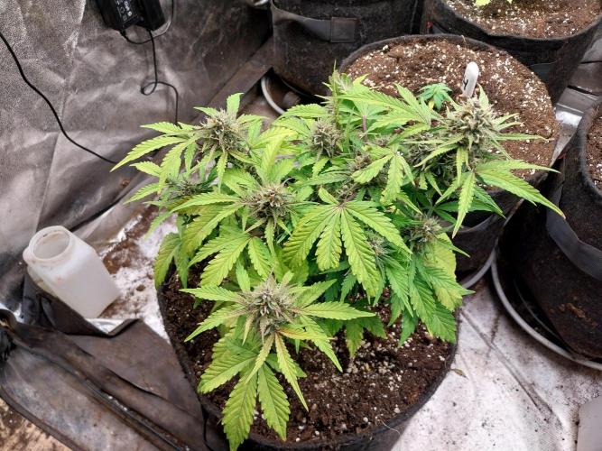 kongette. Week 8 - 17/03