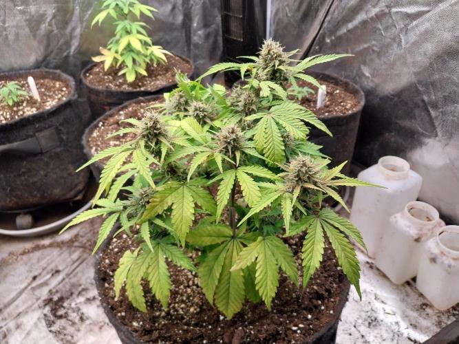 kongette. Week 8 - 17/03