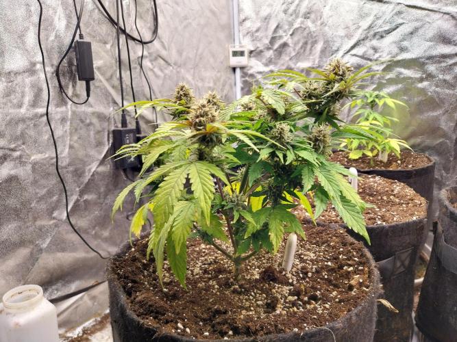 kongette. Week 8 - 17/03