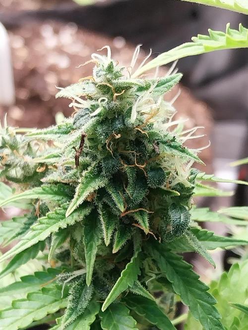 Bilout. Week 12 - 22/03