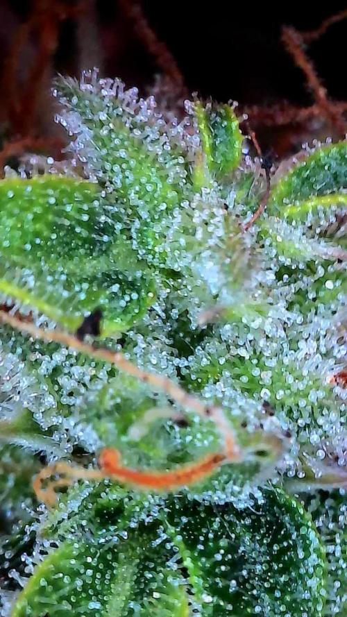 Bilout. Week 12 - 22/03