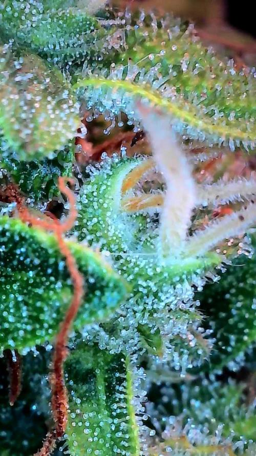 Bilout. Week 12 - 22/03