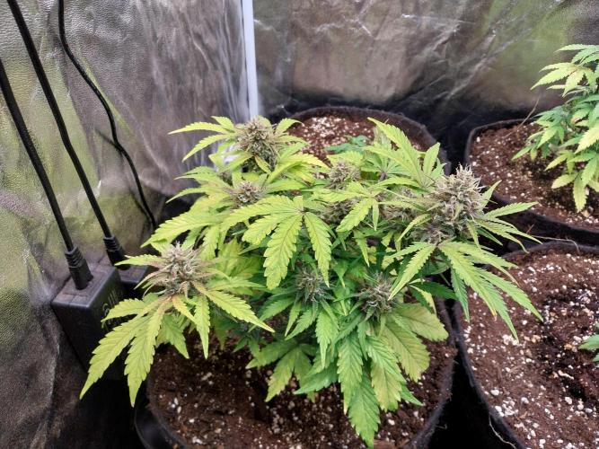 kongette. Week 9 - 18/03