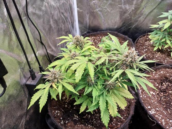 kongette. Week 9 - 21/03